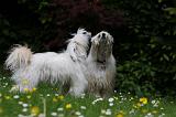 CHIEN NU CHINOIS 173